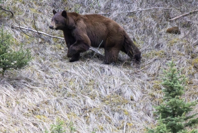 Grizzly After a Black Bear May 2025